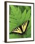 Tiger Swallowtail on Fern, Houghton Lake, Michigan, USA-Claudia Adams-Framed Photographic Print