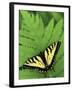 Tiger Swallowtail on Fern, Houghton Lake, Michigan, USA-Claudia Adams-Framed Photographic Print