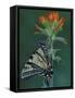 Tiger Swallowtail on Indian Paintbrush, Houghton Lake, Michigan, USA-Claudia Adams-Framed Stretched Canvas