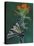 Tiger Swallowtail on Indian Paintbrush, Houghton Lake, Michigan, USA-Claudia Adams-Stretched Canvas