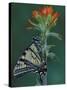 Tiger Swallowtail on Indian Paintbrush, Houghton Lake, Michigan, USA-Claudia Adams-Stretched Canvas
