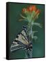 Tiger Swallowtail on Indian Paintbrush, Houghton Lake, Michigan, USA-Claudia Adams-Framed Stretched Canvas