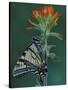 Tiger Swallowtail on Indian Paintbrush, Houghton Lake, Michigan, USA-Claudia Adams-Stretched Canvas