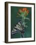 Tiger Swallowtail on Indian Paintbrush, Houghton Lake, Michigan, USA-Claudia Adams-Framed Photographic Print