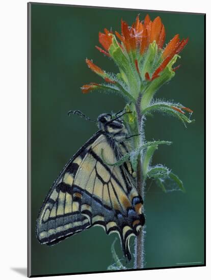 Tiger Swallowtail on Indian Paintbrush, Houghton Lake, Michigan, USA-Claudia Adams-Mounted Photographic Print