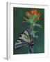 Tiger Swallowtail on Indian Paintbrush, Houghton Lake, Michigan, USA-Claudia Adams-Framed Photographic Print