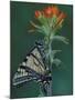 Tiger Swallowtail on Indian Paintbrush, Houghton Lake, Michigan, USA-Claudia Adams-Mounted Photographic Print