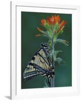 Tiger Swallowtail on Indian Paintbrush, Houghton Lake, Michigan, USA-Claudia Adams-Framed Photographic Print