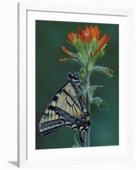 Tiger Swallowtail on Indian Paintbrush, Houghton Lake, Michigan, USA-Claudia Adams-Framed Photographic Print