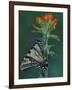 Tiger Swallowtail on Indian Paintbrush, Houghton Lake, Michigan, USA-Claudia Adams-Framed Photographic Print