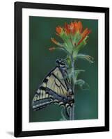 Tiger Swallowtail on Indian Paintbrush, Houghton Lake, Michigan, USA-Claudia Adams-Framed Photographic Print