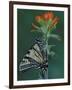 Tiger Swallowtail on Indian Paintbrush, Houghton Lake, Michigan, USA-Claudia Adams-Framed Photographic Print