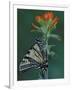 Tiger Swallowtail on Indian Paintbrush, Houghton Lake, Michigan, USA-Claudia Adams-Framed Photographic Print