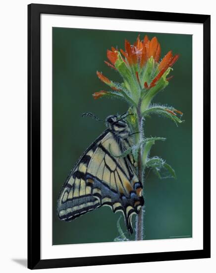 Tiger Swallowtail on Indian Paintbrush, Houghton Lake, Michigan, USA-Claudia Adams-Framed Photographic Print