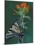 Tiger Swallowtail on Indian Paintbrush, Houghton Lake, Michigan, USA-Claudia Adams-Mounted Photographic Print