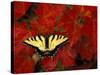 Tiger Swallowtail on Maple Leaves, Michigan, USA-Claudia Adams-Stretched Canvas