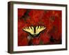 Tiger Swallowtail on Maple Leaves, Michigan, USA-Claudia Adams-Framed Premium Photographic Print