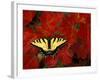 Tiger Swallowtail on Maple Leaves, Michigan, USA-Claudia Adams-Framed Photographic Print