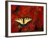 Tiger Swallowtail on Maple Leaves, Michigan, USA-Claudia Adams-Framed Photographic Print