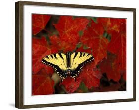 Tiger Swallowtail on Maple Leaves, Michigan, USA-Claudia Adams-Framed Photographic Print