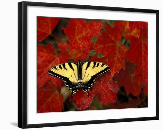 Tiger Swallowtail on Maple Leaves, Michigan, USA-Claudia Adams-Framed Photographic Print