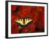 Tiger Swallowtail on Maple Leaves, Michigan, USA-Claudia Adams-Framed Photographic Print