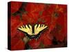 Tiger Swallowtail on Maple Leaves, Michigan, USA-Claudia Adams-Stretched Canvas