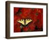 Tiger Swallowtail on Maple Leaves, Michigan, USA-Claudia Adams-Framed Photographic Print