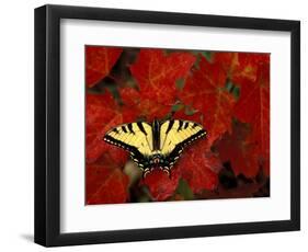 Tiger Swallowtail on Maple Leaves, Michigan, USA-Claudia Adams-Framed Photographic Print