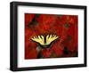 Tiger Swallowtail on Maple Leaves, Michigan, USA-Claudia Adams-Framed Photographic Print