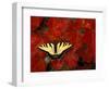 Tiger Swallowtail on Maple Leaves, Michigan, USA-Claudia Adams-Framed Photographic Print