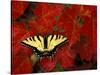 Tiger Swallowtail on Maple Leaves, Michigan, USA-Claudia Adams-Stretched Canvas