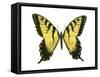 Tiger Swallowtail (Papilio Glaucus), Insects-Encyclopaedia Britannica-Framed Stretched Canvas