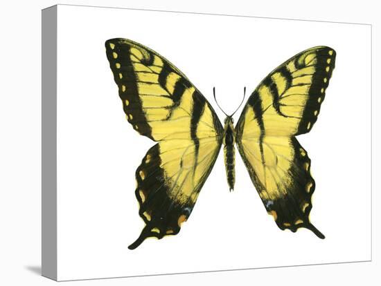 Tiger Swallowtail (Papilio Glaucus), Insects-Encyclopaedia Britannica-Stretched Canvas