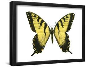 Tiger Swallowtail (Papilio Glaucus), Insects-Encyclopaedia Britannica-Framed Poster