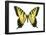Tiger Swallowtail (Papilio Glaucus), Insects-Encyclopaedia Britannica-Framed Poster