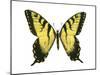 Tiger Swallowtail (Papilio Glaucus), Insects-Encyclopaedia Britannica-Mounted Poster