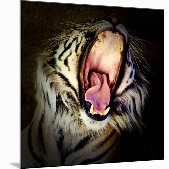 Tiger Teeth, 2017-Eric Meyer-Mounted Photographic Print