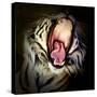 Tiger Teeth, 2017-Eric Meyer-Stretched Canvas