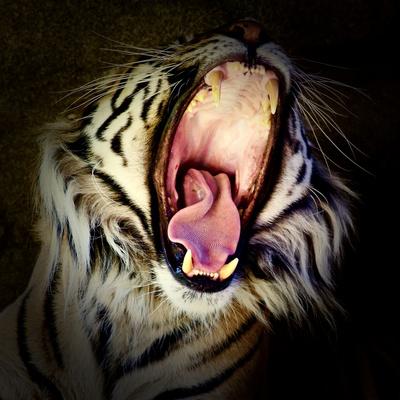 https://imgc.allpostersimages.com/img/posters/tiger-teeth-2017_u-L-Q1FISBI0.jpg?artPerspective=n