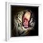 Tiger Teeth, 2017-Eric Meyer-Framed Photographic Print