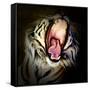 Tiger Teeth, 2017-Eric Meyer-Framed Stretched Canvas