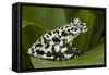 Tiger Tree Frog, Ecuador-Pete Oxford-Framed Stretched Canvas