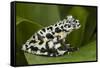 Tiger Tree Frog, Ecuador-Pete Oxford-Framed Stretched Canvas
