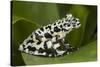 Tiger Tree Frog, Ecuador-Pete Oxford-Stretched Canvas