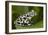 Tiger Tree Frog, Ecuador-Pete Oxford-Framed Photographic Print