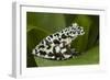 Tiger Tree Frog, Ecuador-Pete Oxford-Framed Photographic Print