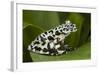 Tiger Tree Frog, Ecuador-Pete Oxford-Framed Photographic Print