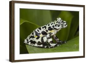 Tiger Tree Frog, Ecuador-Pete Oxford-Framed Photographic Print