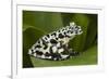 Tiger Tree Frog, Ecuador-Pete Oxford-Framed Photographic Print